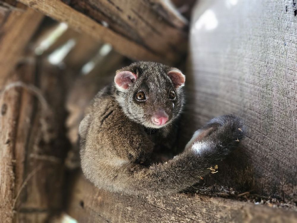 Photography contest submission by Furrhan - January 27 2026