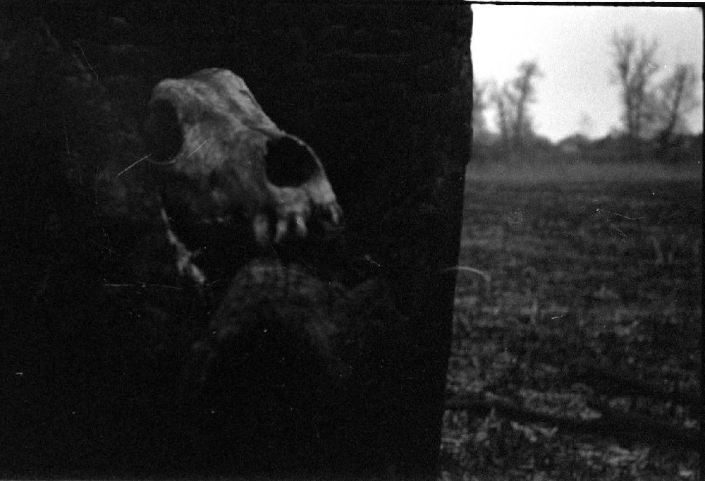 Photography contest submission by SunnyFrostWolf - January 29 2026