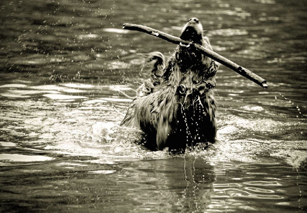 Photography contest winner by VonderTheSeawolf - March 2026